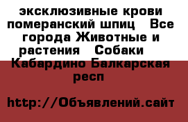 эксклюзивные крови-померанский шпиц - Все города Животные и растения » Собаки   . Кабардино-Балкарская респ.